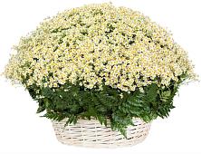 Цветочная композиция из Ромашки в корзине #REPLACE_PRED# Оршанке